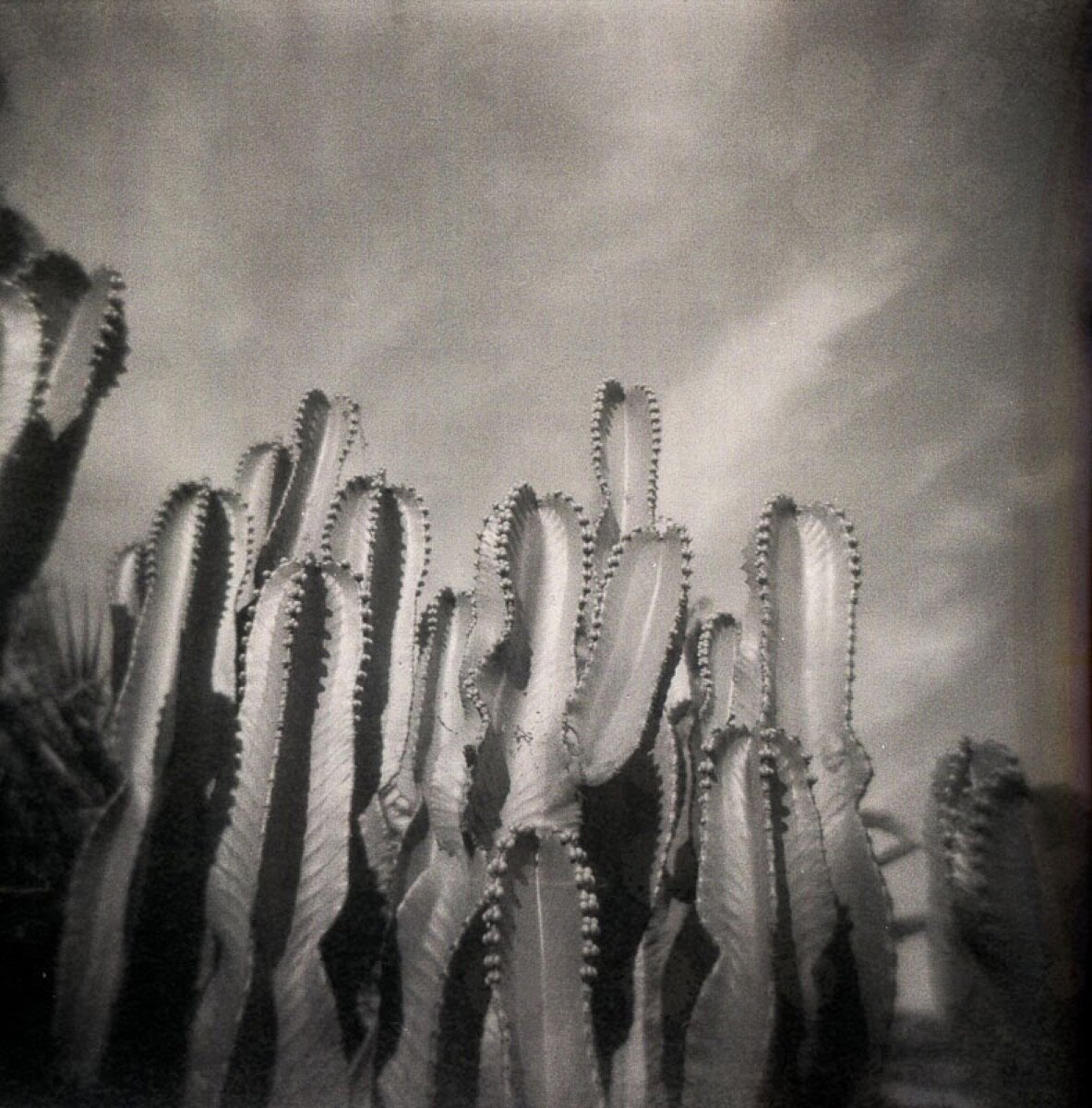 Tarda Holga: una celebració de la càmera imperfecta (14)