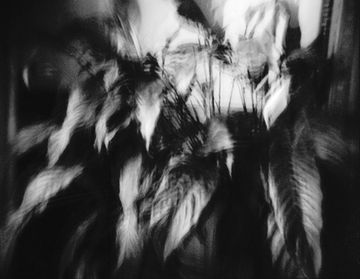 Tarda Holga: una celebració de la càmera imperfecta (3)