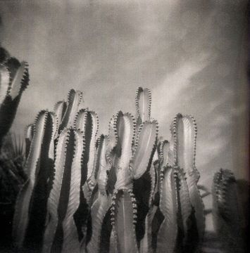Tarda Holga: una celebració de la càmera imperfecta (14)
